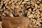 Rhodesian Ridgeback