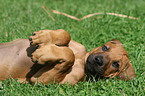 Rhodesian Ridgeback