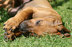 Rhodesian Ridgeback