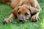 Rhodesian Ridgeback