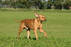 running Livernose Rhodesian Ridgeback