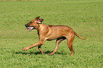 running Rhodesian Ridgeback