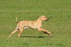 running Rhodesian Ridgeback