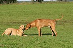 2 Rhodesian Ridgebacks