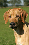 Rhodesian Ridgeback Portrait