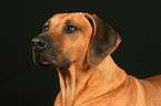 Rhodesian Ridgeback Portrait