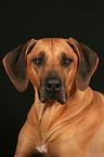 Rhodesian Ridgeback Portrait