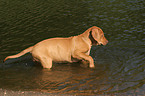 bathing Rhodesian Ridgeback puppy