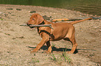 playing Rhodesian Ridgeback puppy