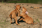 playing Rhodesian Ridgeback puppies