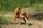 playing Rhodesian Ridgeback puppies