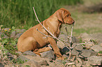 sitting Rhodesian Ridgeback puppy