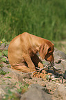 Rhodesian Ridgeback puppy