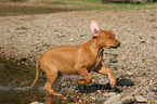 running Rhodesian Ridgeback puppy