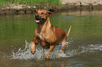 running Rhodesian Ridgeback