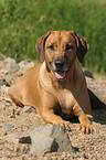 lying Rhodesian Ridgeback