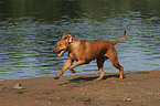 running Rhodesian Ridgeback