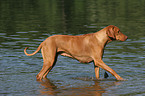 bathing Rhodesian Ridgeback