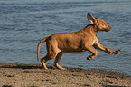 running Rhodesian Ridgeback puppy