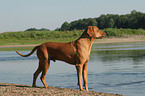 Rhodesian Ridgeback on the lake