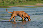 drinking Rhodesian Ridgeback