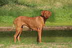 standing Rhodesian Ridgeback