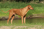 standing Rhodesian Ridgeback