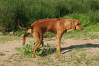 urinating Rhodesian Ridgeback