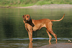 standing Rhodesian Ridgeback