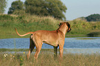 standing Rhodesian Ridgeback