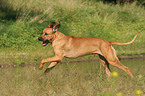 running Rhodesian Ridgeback