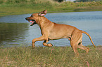 running Rhodesian Ridgeback