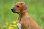 Rhodesian Ridgeback puppy