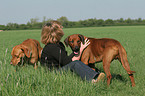 woman with Rhodesian Ridgebacks