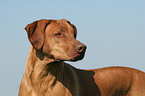 Rhodesian Ridgeback Portrait