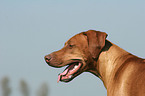 Rhodesian Ridgeback Portrait