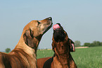 2 Rhodesian Ridgebacks