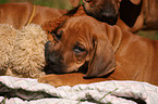 Rhodesian Ridgeback Puppy