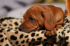 Rhodesian Ridgeback Puppy