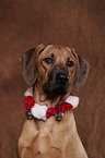 Rhodesian Ridgeback with christmas-decoration