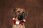 Rhodesian Ridgeback with christmas-decoration