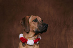 Rhodesian Ridgeback with christmas-decoration