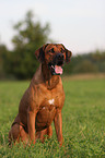 Rhodesian Ridgeback