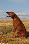 Rhodesian Ridgeback