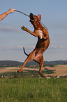 playing Rhodesian Ridgeback