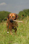 Rhodesian Ridgeback