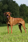 Rhodesian Ridgeback