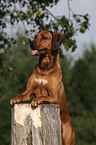 Rhodesian Ridgeback