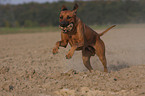 playing Rhodesian Ridgeback