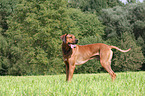 Rhodesian Ridgeback